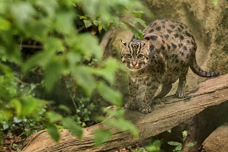 Koček rybářských ve světě ubývá. Zoo se snaží o záchranu