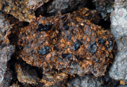 Zachovalý trus člověka z doby železné, který se našel v solných dolech v rakouském Hallstattu
