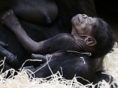 Poprvé mohli dnes návštěvníci Zoo Praha vidět dvoudenní gorilí mládě, které ještě ani nemá jméno.