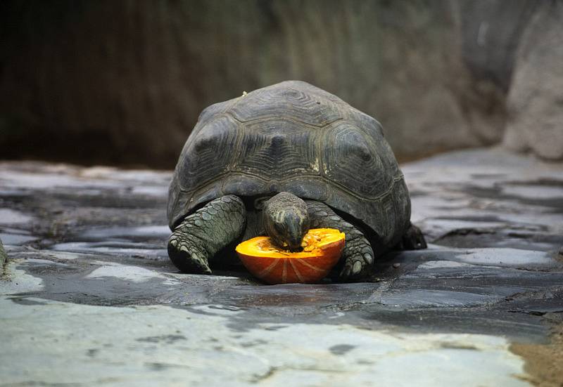 Želva při krmení v pražské zoo