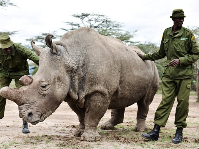 Poslední samec severního bílého nosorožce na světě žije v keňské rezervaci Ol Pejeta pod trvalým ozbrojeným dohledem. Rangeři ho hlídají před pytláky 24 hodin denně, stejně jako jeho dvě družky.