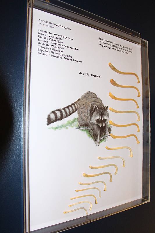 Přes 280 uřezaných penisů či jejich částí, které původně náležely 93 živočišným druhům, najdete v Islandském falologickém muzeu.