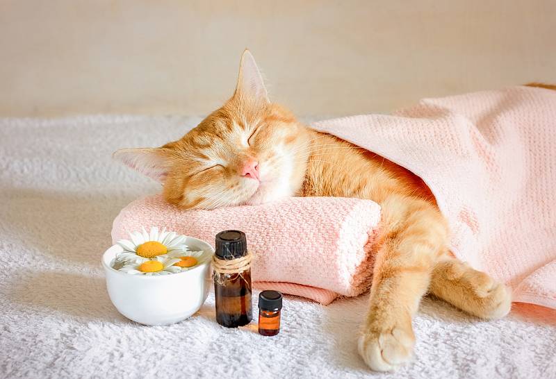 Aromaterapii lze využívat i při léčbě zvířat.