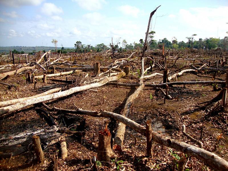 Odlesňování Amazonského deštného pralesa