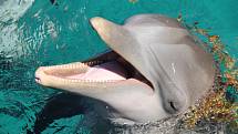 Delfín - Ilustrační foto