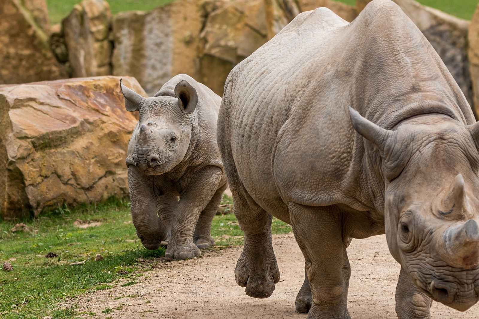 Страна носорогов. Суматранский носорог детеныш. Белый носорог травоядный. Африканский носорог. Суматранский носорог спаривания.