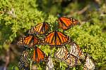 Monarcha stěhovavý (danaus plexippus)