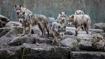 Vlk má ve Spojených státech problém. Od loňského prosince není na seznamu chráněných amerických šelem.