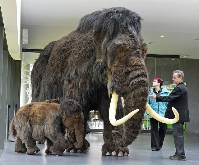 Pozůstatky mamutů