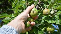 Jablka jsou k výrobě pektinu jak stvořená