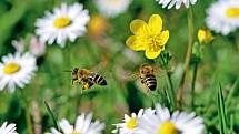Pokud by z krajiny zmizely všechny včely a čmeláci, nastala by katastrofa.