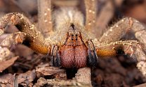 Palovčík jedovatý patří mezi nejjedovatější pavouky na světě, u mužů jeho kousnutí způsobuje několikahodinovou erekci.