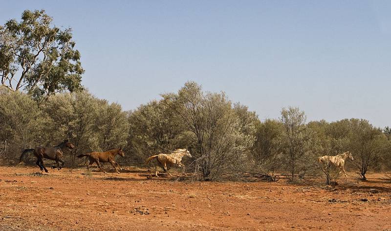 Australští divocí koně Brumby