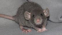 Potkan z chovatelské stanice Lavan