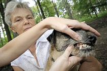 Kontrola psího chrupu - Ilustrační foto