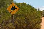 K ochraně bandikutů pomáhají v Austrálii i varovné dopravní značky.