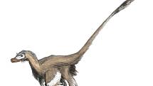 Moderní rekonstrukce druhu Velociraptor mongoliensis