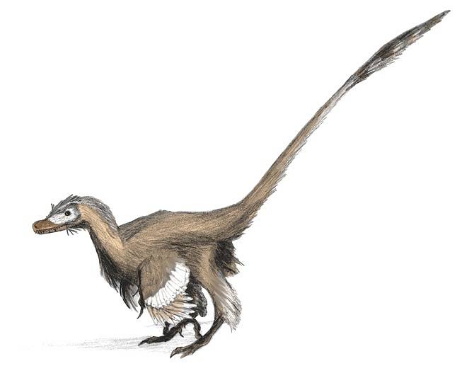 Moderní rekonstrukce druhu Velociraptor mongoliensis