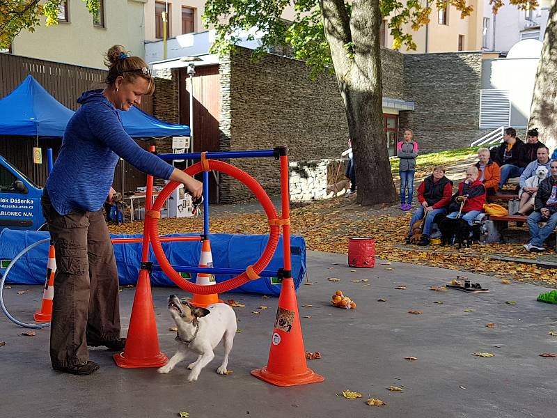 K tradičním podzimním akcím patří soutěž Jablonecký voříšek, kterou pořádá útulek Dášenka v Lučanech. 19. ročník se konal na Letní scéně jabloneckého Eurocentra.