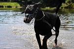 VŠICHNI PSI VODOMILOVÉ NEJSOU. „Jeden z mých psů vodu miluje. Kdykoliv narazíme na nějakou vodu, rád si zaplave. Je po operaci zadních nohou a plavání mu dělá dobře. Moje fenka si jen smočí nohy. Se psy chodím tam, kde nejsou lidé," říká Jana Veselá. 