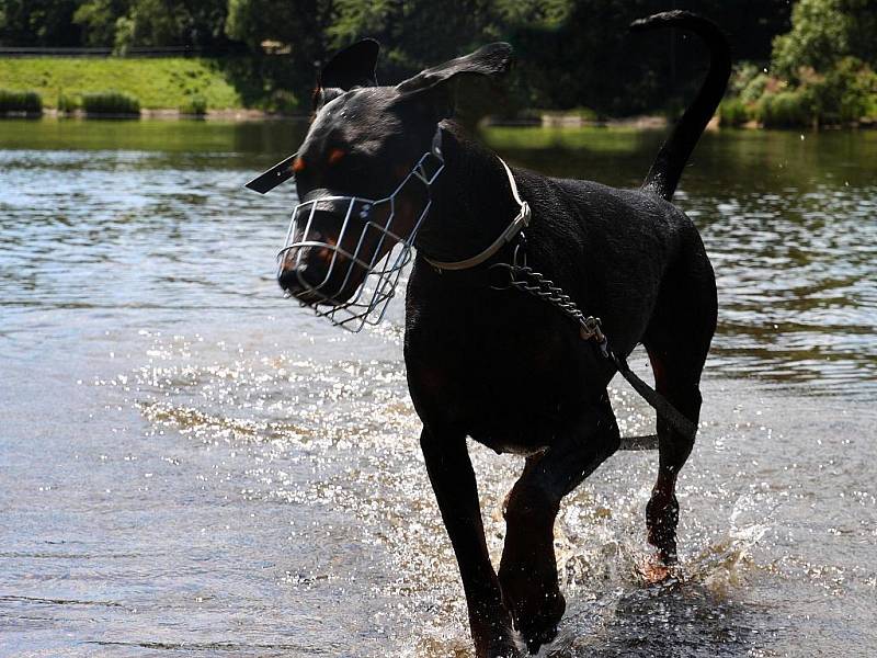 VŠICHNI PSI VODOMILOVÉ NEJSOU. „Jeden z mých psů vodu miluje. Kdykoliv narazíme na nějakou vodu, rád si zaplave. Je po operaci zadních nohou a plavání mu dělá dobře. Moje fenka si jen smočí nohy. Se psy chodím tam, kde nejsou lidé," říká Jana Veselá. 