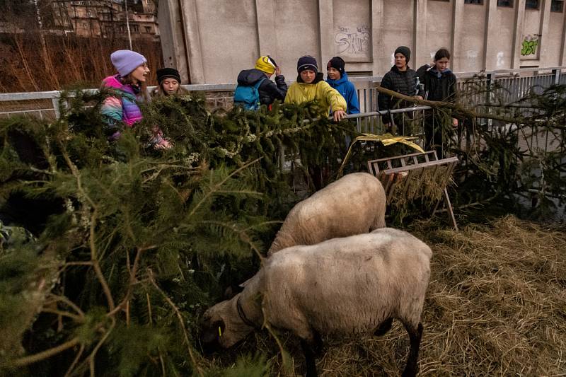 Rozsvěcení stromu v Tanvaldu