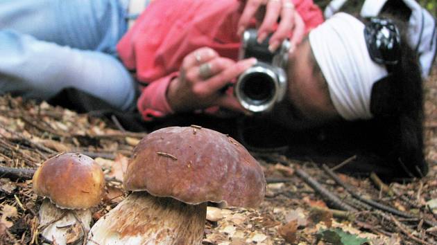 Na houby se vypravte nejen s košíkem, ale i s fotoaparátem.