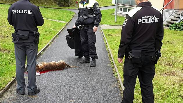 Policisté a strážníci nad zastřeleným křížencem brazilské fily