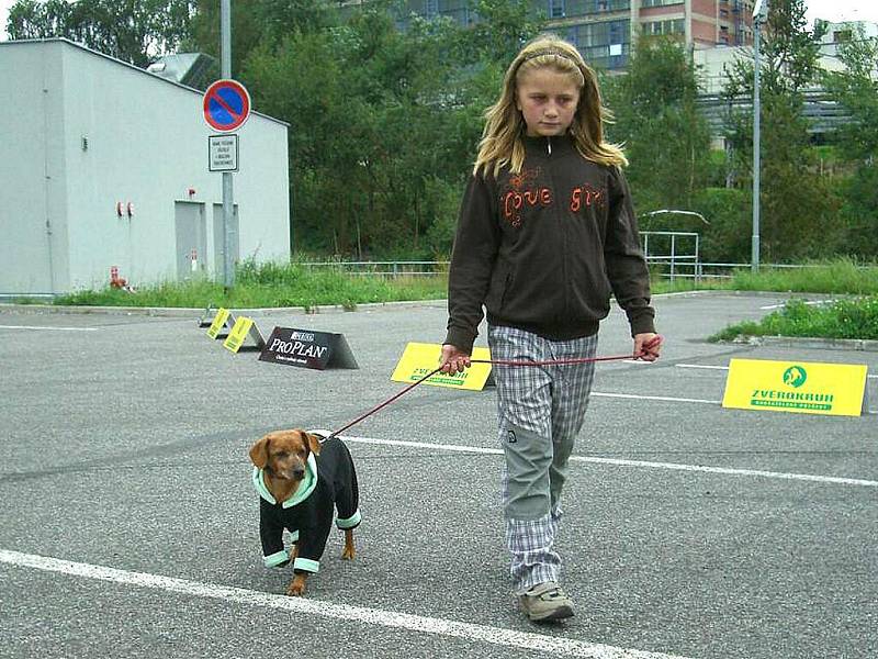 Manekýnkami nedělní odpolední módní přehlídky nebyl nikdo jiný než opuštění pejsci z lučanského útulku Dášenka. 