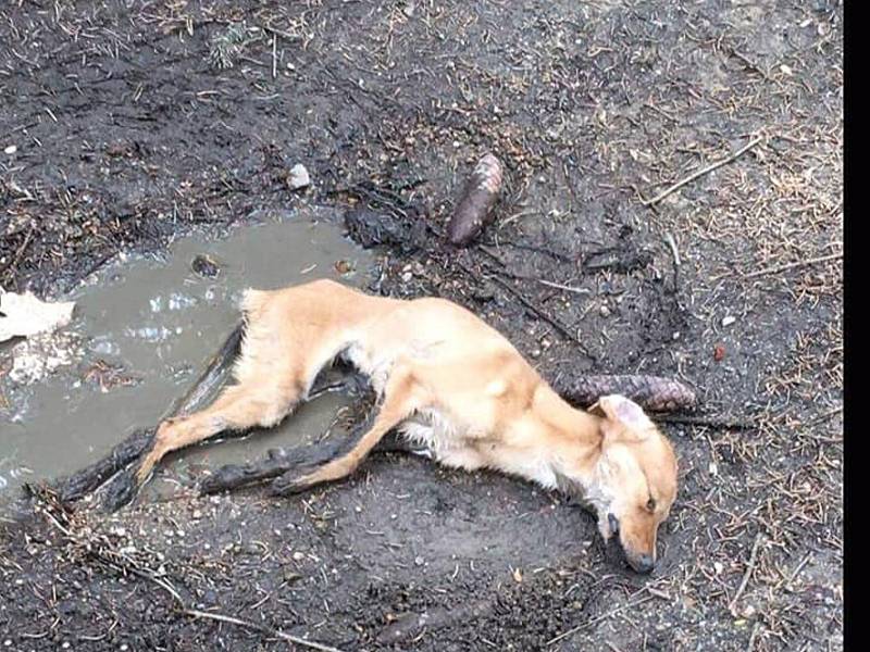 Neznámý pachatel odložil vyhublé štěně vedle polní cesty, našla jej studentka, ani péče veterináře už neodvrátila její konec. Jde o podezření na trestný čin týrání zvířete.