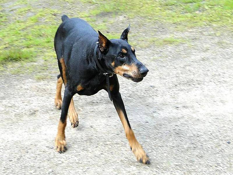 Podzimní psí putování Po stopách Dášenky na Bramberk.