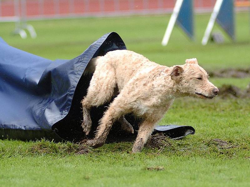 Víkend patří v Liberci na Městském stadionu Mistrovství Evropy v agility 2010.