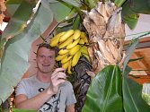 Dvaadvacetiletý student Tomáš Kinský se pyšní úrodou rodiny. V domku na Pěnčíně se rostlinám daří. Banánovníky jim plodily už třikrát, ale tentokrát opravdu nejvíce. 