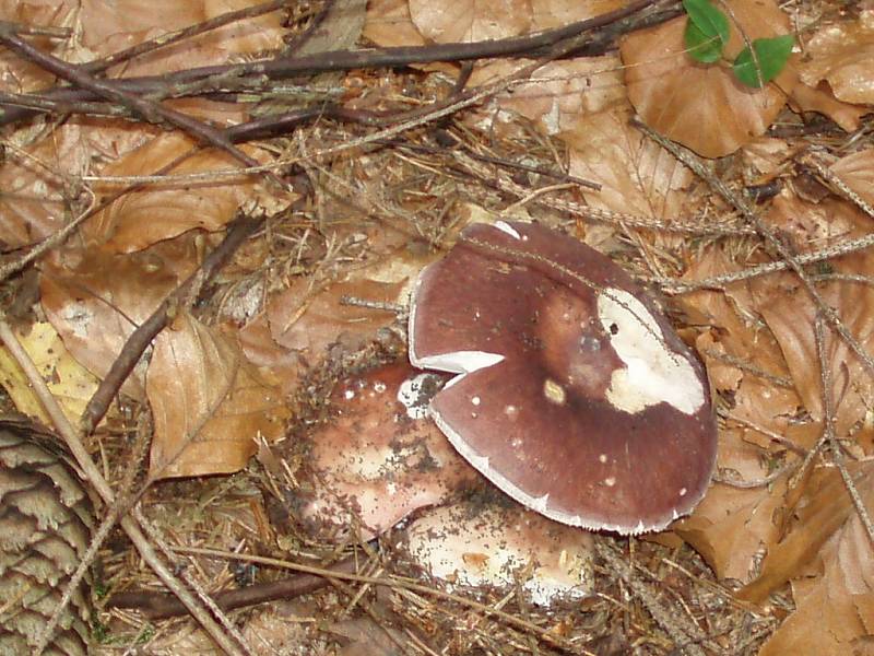 DO LESA S KOŠÍKEM A S FOTOAPARÁTEM. Ne všechno je jedlé... vícekrát. Něco jen jednou. Říkají s nadsázkou houbaři. Některé houby ale jedlé jsou, bezpečně je poznáte, ale přesto se nesmí sbírat. 