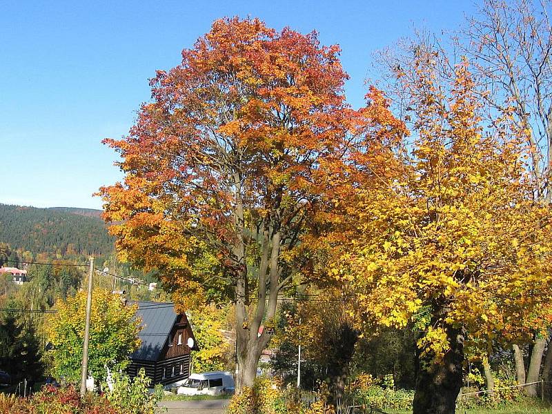 Podzim v Jizerských horách v polovině listopadu čaruje. A v Josefově Dole také. 