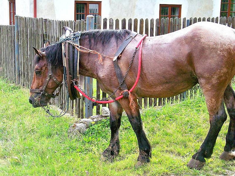 Šimi je právě vyšetřován veterinárním lékařem Jaromírem Baudyšem mladším. Tažný kůň utrpěl pádem naštěstí jen lehké zranění ve formě oděrků, zachránil ho masivní chomout, který nedovolil, aby se Šimi udusil. Za chvíli se vypraví odpočívat. 