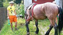 Šimi je právě vyšetřován veterinárním lékařem Jaromírem Baudyšem mladším. Tažný kůň utrpěl pádem naštěstí jen lehké zranění ve formě oděrků, zachránil ho masivní chomout, který nedovolil, aby se Šimi udusil. Za chvíli se vypraví odpočívat. 