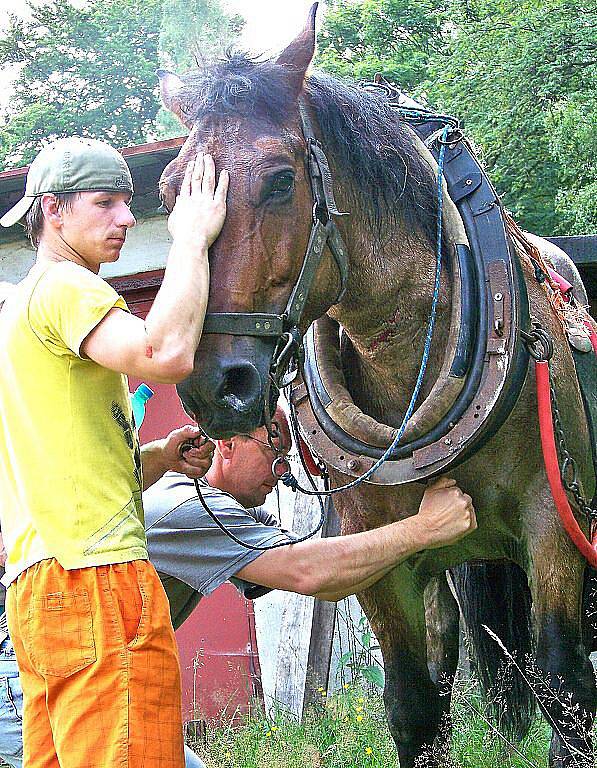 Šimi je právě vyšetřován veterinárním lékařem Jaromírem Baudyšem mladším. Tažný kůň utrpěl pádem naštěstí jen lehké zranění ve formě oděrků, zachránil ho masivní chomout, který nedovolil, aby se Šimi udusil. Za chvíli se vypraví odpočívat. 