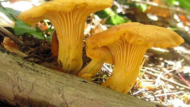 Liška obecná, Cantharellus  cibarius.