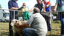 Tradiční Svatováclavská výstava ovcí a koz v areálu Kozí farmy v Pěnčíně na Jablonecku přilákala stovky lidí. 