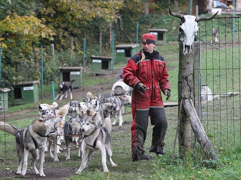 Jana Henychová se znovu chystá na zimní sezonu i na podzimní závody a tak prohání svou psí smečku po kopcích Jizerských hor několikrát denně. Chce v norské Altě ujet tisíc kilometrů. 