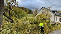 V Janově spadlo při čtvrteční vichřici několik stromů.