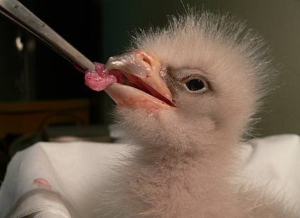 Krmení mláděte orla východního v liberecké Zoologické zahradě