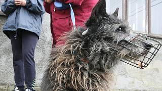Dívka v Ostravě venčila psa, vystřelil na ni muž z balkonu -  Moravskoslezský deník