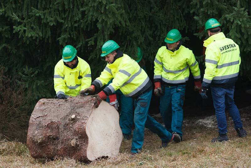 Kácení Vánočního stromu, který byl vybrán pro Staroměstské náměstí v Praze