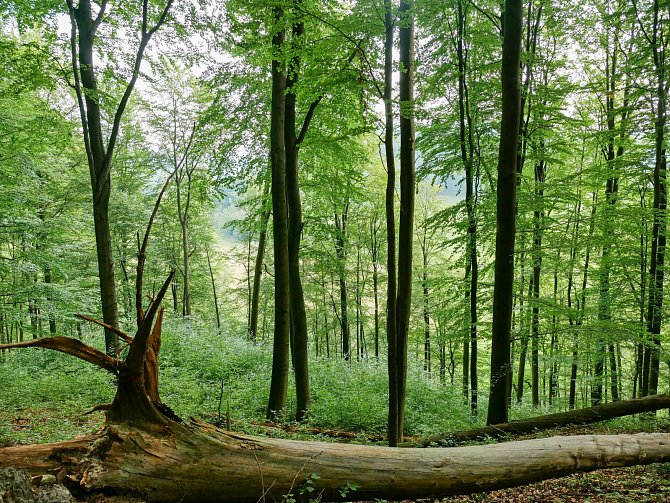 Přírodní rezervace Na Hranicích.