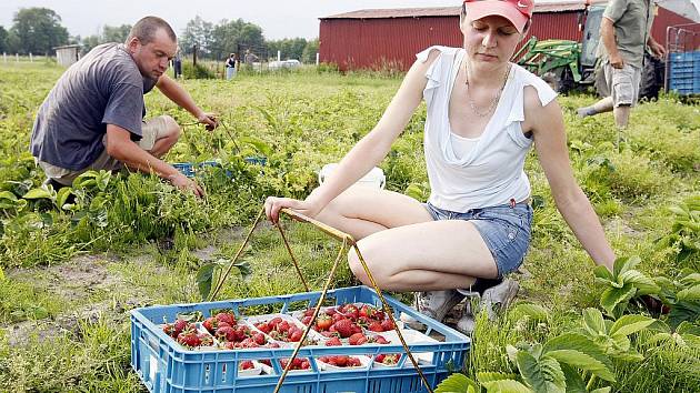 Sezona letních brigád se blíží - Opavský a hlučínský deník