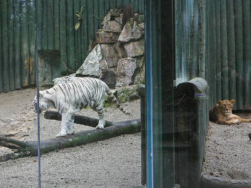 Ve čtvrtek ráno při krmení v liberecké zoo nadzvihli lvi Elsa a Sultán bezpečnosttní dvířka, vnikli do sousedního výběhu a během několika vteřin roztrhali zakladatelku chovu bílých tygrů v Liberci tygřici Isabell. Snímky pocházejí ze středy 18. listopadu 