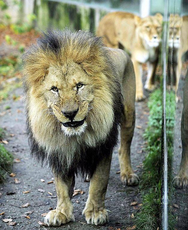 Ve čtvrtek ráno při krmení v liberecké zoo nadzvihli lvi Elsa a Sultán bezpečnosttní dvířka, vnikli do sousedního výběhu a během několika vteřin roztrhali zakladatelku chovu bílých tygrů v Liberci tygřici Isabell. 