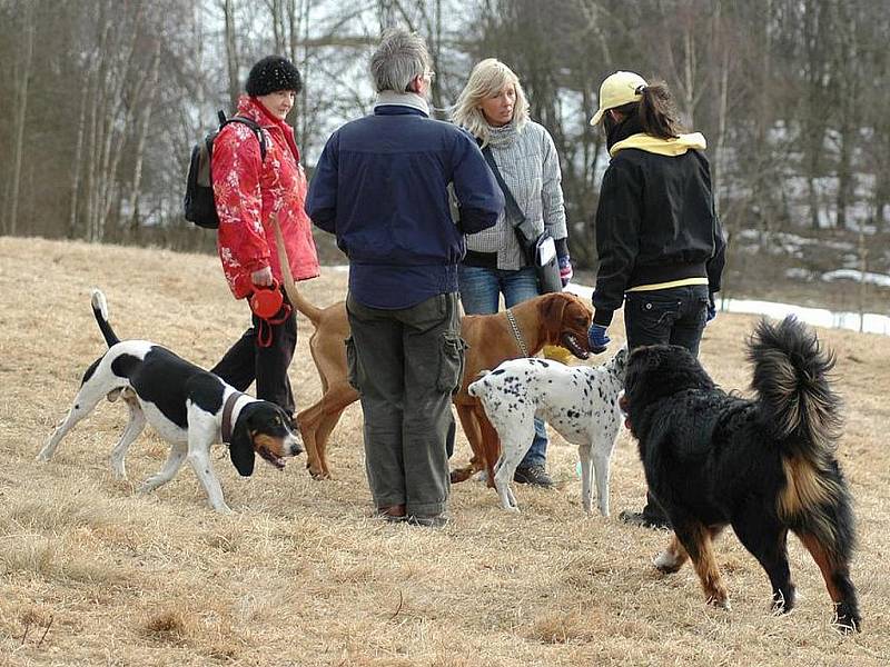 Jablonečtí zastupitelé pro volný pohyb psů městskou vyhláškou vyčlenili například lokalitu Dolina.